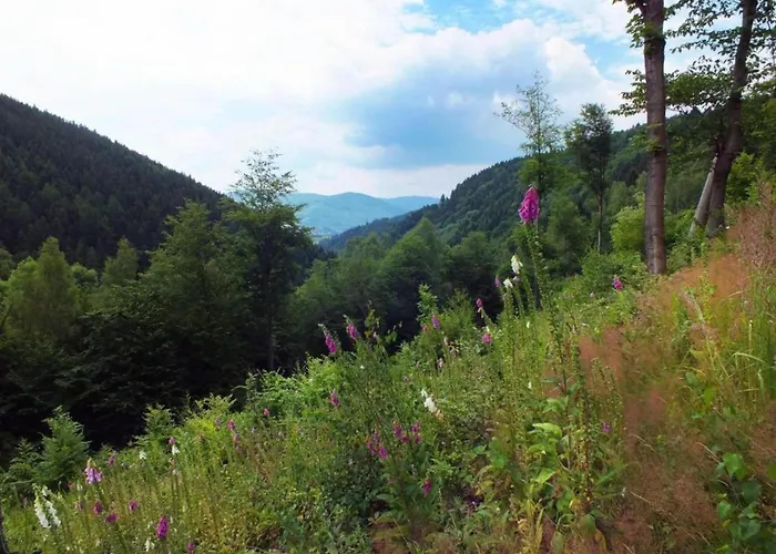 Near Alsovka Slope Měděnec